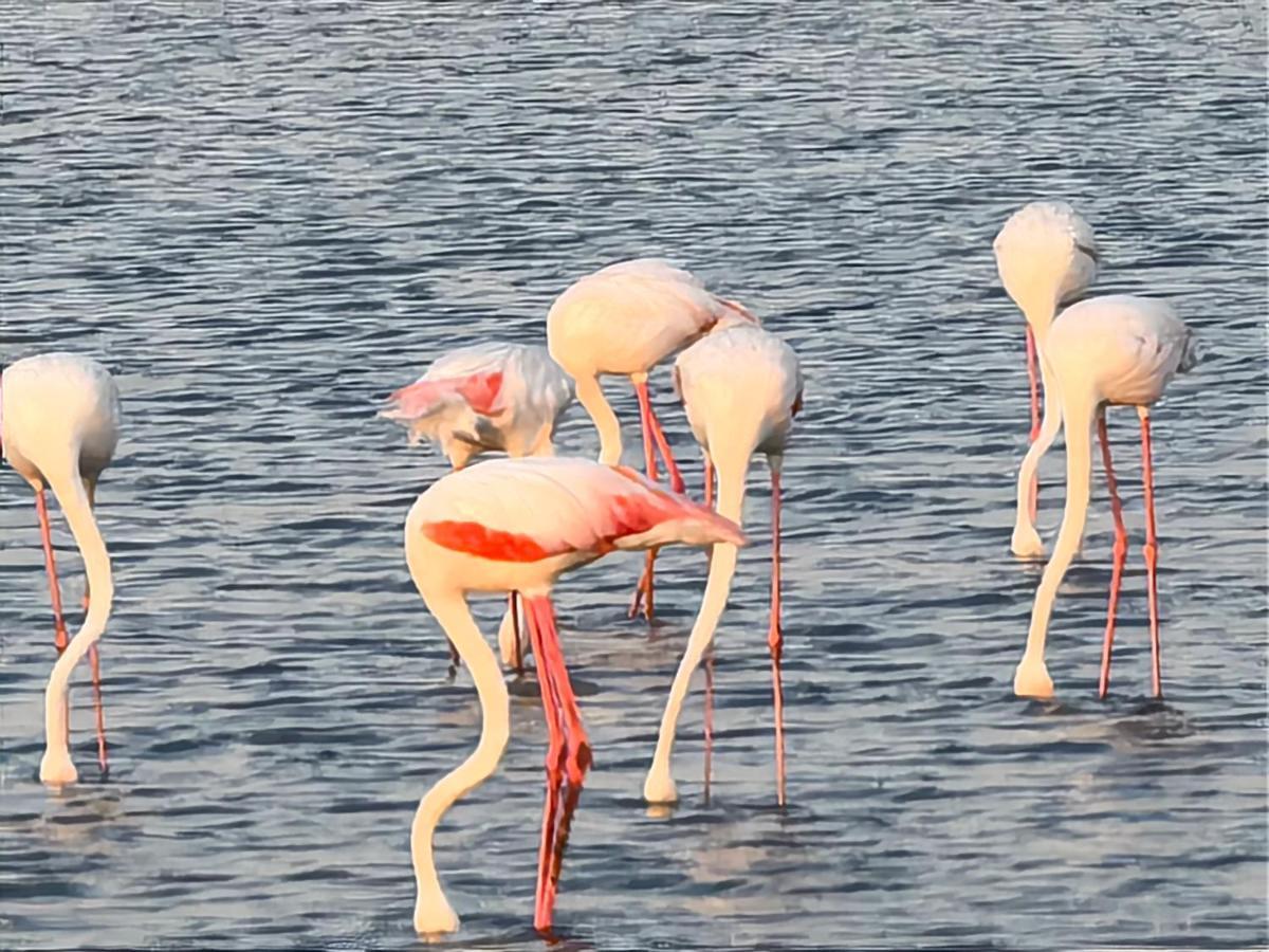 Flamingo Villas Boutique Hotel Walvis Bay Zewnętrze zdjęcie
