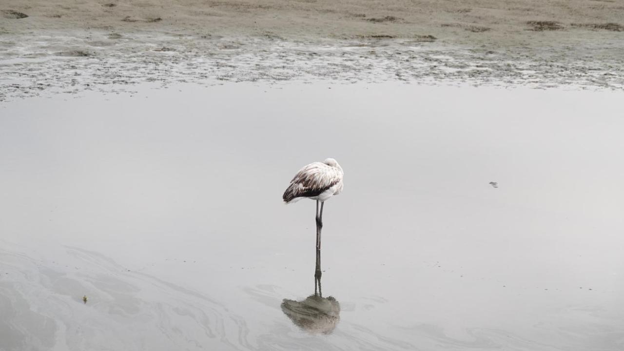 Flamingo Villas Boutique Hotel Walvis Bay Zewnętrze zdjęcie