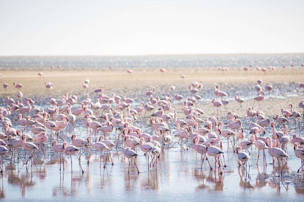 Flamingo Villas Boutique Hotel Walvis Bay Zewnętrze zdjęcie