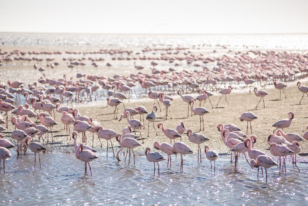 Flamingo Villas Boutique Hotel Walvis Bay Zewnętrze zdjęcie